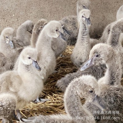 黑天鹅幼苗 黑天鹅脱温苗多少钱一对 出售成年观赏黑天鹅活体图2