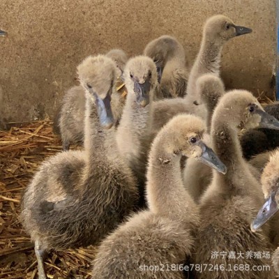 黑天鹅幼苗 黑天鹅脱温苗多少钱一对 出售成年观赏黑天鹅活体图3
