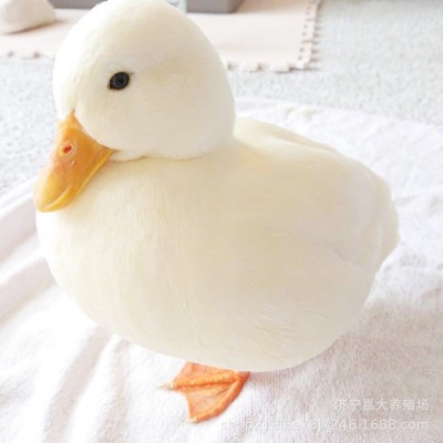 网红宠物柯尔鸭活体出售成年种柯尔鸭供应观赏景区柯尔鸭受精蛋图5