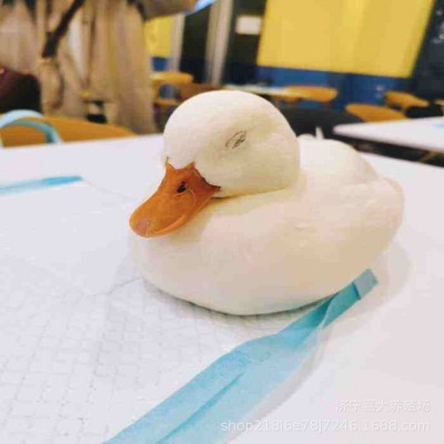网红宠物柯尔鸭活体出售成年种柯尔鸭供应观赏景区柯尔鸭受精蛋图3