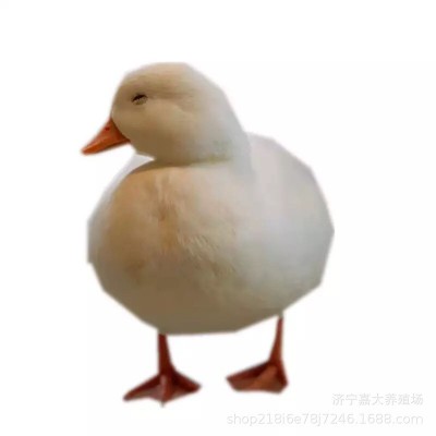 网红宠物柯尔鸭活体出售成年种柯尔鸭供应观赏景区柯尔鸭受精蛋