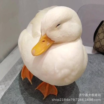 网红宠物柯尔鸭活体出售成年种柯尔鸭供应观赏景区柯尔鸭受精蛋图4