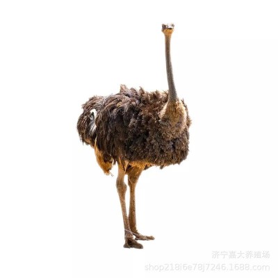 出售鸵鸟 鸵鸟蛋价格 供应景区观赏成年鸵鸟