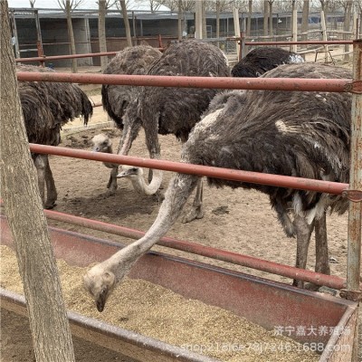 出售鸵鸟 鸵鸟蛋价格 供应景区观赏成年鸵鸟图2