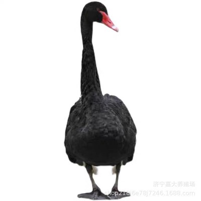 出售成年黑天鹅活体小天鹅幼苗一对景区观赏活天鹅黑天鹅活苗养殖