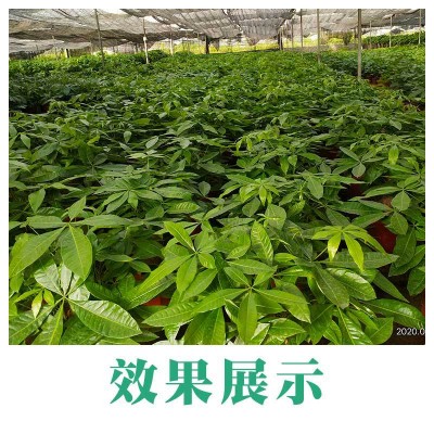 雅护 氨基酸水溶肥 腐植酸 海藻 抗低温促根养根花卉蔬菜育苗通用图5
