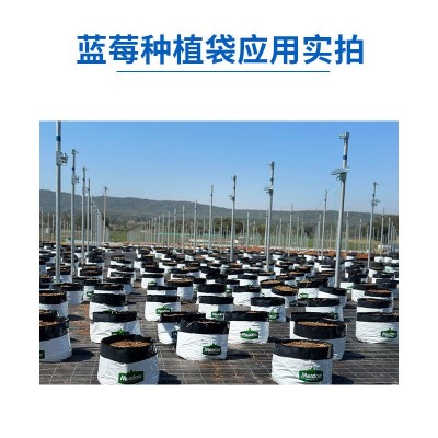 印度进口蓝莓种植袋椰糠椰块无土栽培栽培基质