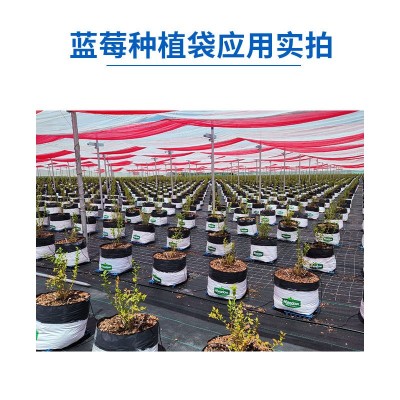 印度进口蓝莓种植袋椰糠椰块无土栽培栽培基质图3