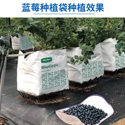 印度进口蓝莓种植袋椰糠椰块无土栽培栽培基质图4
