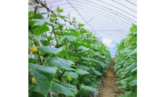 豌豆种植教学——攀爬的甜蜜豆荚