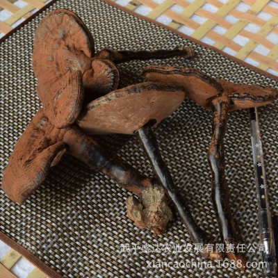 农产品500g椴木紫灵芝 不苦带粉长脚黑灵芝 跨境外贸10cm长柄灵芝图5