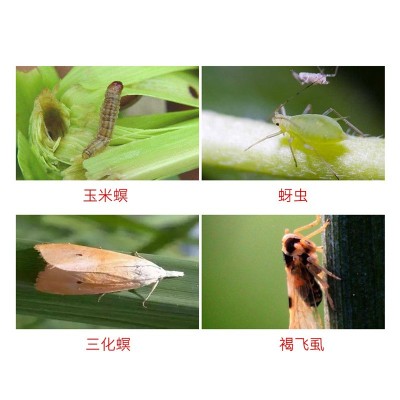 先正达福戈氯虫苯甲酰胺噻虫嗪稻水象甲二三化螟褐飞虱杀虫剂农药图3