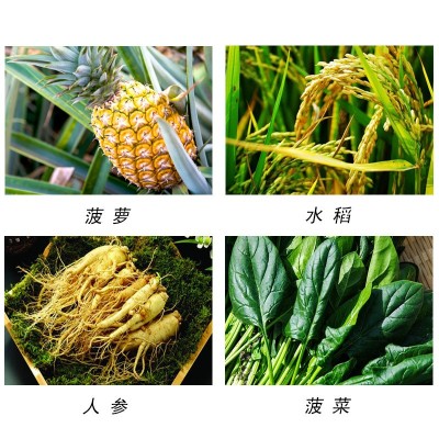 上海同瑞920 75%赤霉酸结晶粉植物生长调节剂农资 催芽浸种赤霉素