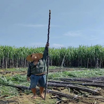 现货广西黑皮甘蔗种苗批发100根每袋南北易种桂二甘蔗苗指导种植图2