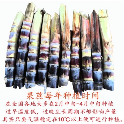 现货广西黑皮甘蔗种苗批发100根每袋南北易种桂二甘蔗苗指导种植