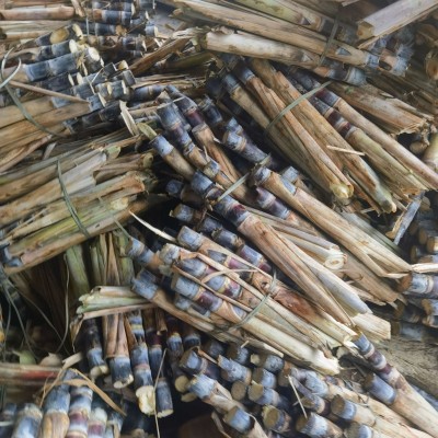 现货广西黑皮甘蔗种苗批发100根每袋南北易种桂二甘蔗苗指导种植图4