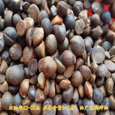 批发2025年湖北山茶籽 新茶籽 高山油茶籽 出油率22-23点量大从优图4