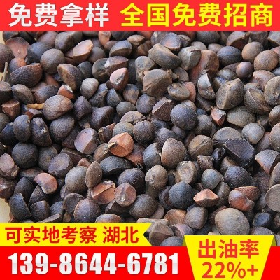 批发2025年湖北山茶籽 新茶籽 高山油茶籽 出油率22-23点量大从优图5
