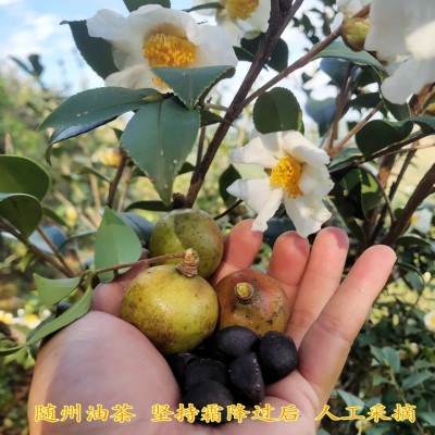 厂家批发2024年随州新山茶籽干茶籽高山山茶油茶籽出油率21点左右图3