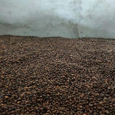 厂家批发2024年随州新山茶籽干茶籽高山山茶油茶籽出油率21点左右