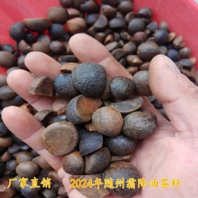 厂家批发2024年随州新山茶籽干茶籽高山山茶油茶籽出油率21点左右图4