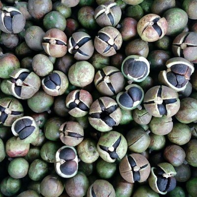 厂家批发2024年随州新山茶籽干茶籽高山山茶油茶籽出油率21点左右图5