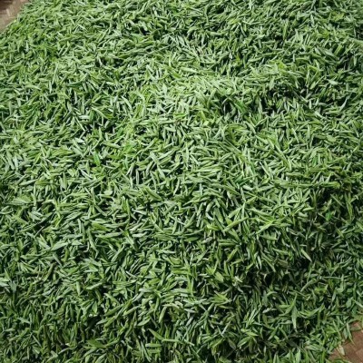 2024年厂家批发云雾贡芽 随州绿茶 芽茶 明前春茶礼盒图3