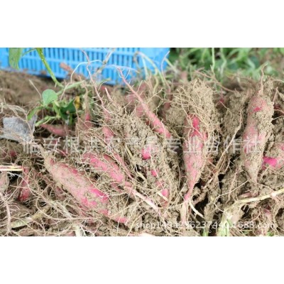 25年新货天目山天目乡味小香薯临安红薯新鲜蔬菜小番薯 紫薯地瓜图3