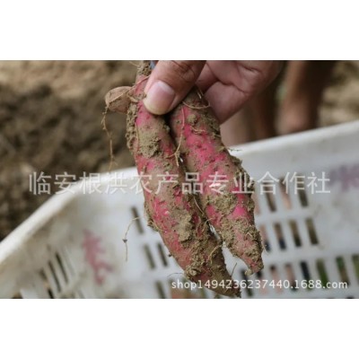 25年新货天目山天目乡味小香薯临安红薯新鲜蔬菜小番薯 紫薯地瓜图2