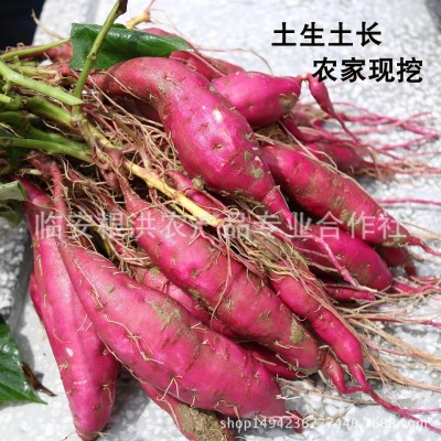 25年新货天目山天目乡味小香薯临安红薯新鲜蔬菜小番薯 紫薯地瓜图5