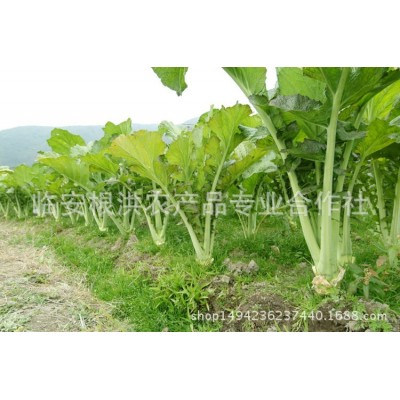 25年天目乡味农产品杭州临安特产梅干菜散装脱水蔬菜 腌菜干货