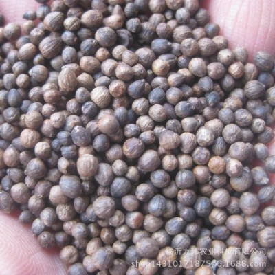 产地去皮黄荆子填充物 除尘抛光布荆子黄荆籽枕头填充物布惊子图3
