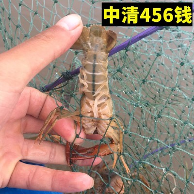 小龙虾鲜活特大清水虾青红壳现捞活物水产生鲜养殖批发图2