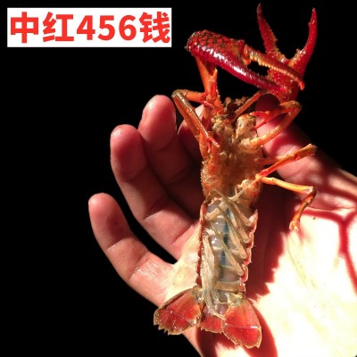 小龙虾鲜活特大清水虾青红壳现捞活物水产生鲜养殖批发图4