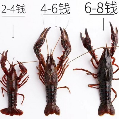 小龙虾鲜活特大清水虾青红壳现捞活物水产生鲜养殖批发图5