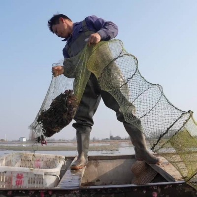 小龙虾鲜活特大清水虾青红壳现捞活物水产生鲜养殖批发图3