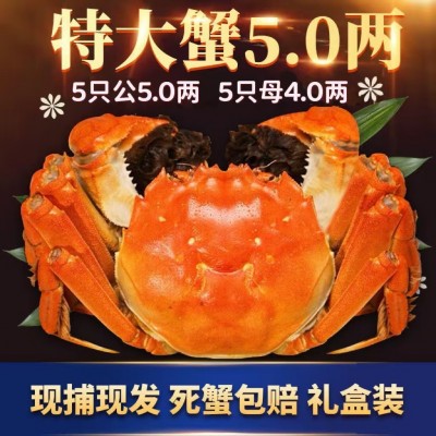 兴化大闸蟹塘口直发精品螃蟹礼盒包装一件也是批发图4