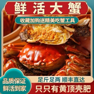 江苏鲜活大闸蟹自养自销塘口直发团购批发一件代发图4