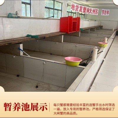 批发现货苏州活体螃蟹精品礼盒六月黄公母鲜活大闸蟹中秋送礼图4