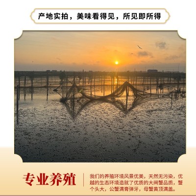 批发现货苏州活体螃蟹精品礼盒六月黄公母鲜活大闸蟹中秋送礼图3