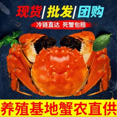 批发现货苏州活体螃蟹精品礼盒六月黄公母鲜活大闸蟹中秋送礼图5