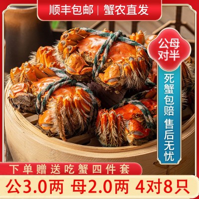 现货活蟹苏州螃蟹鲜活螃蟹大闸蟹批发团购礼盒装冷链直邮图5