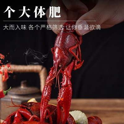 花雕熟醉小龙虾750g熟食4-6钱小龙虾整虾即食盒装网红冰镇醉虾图3