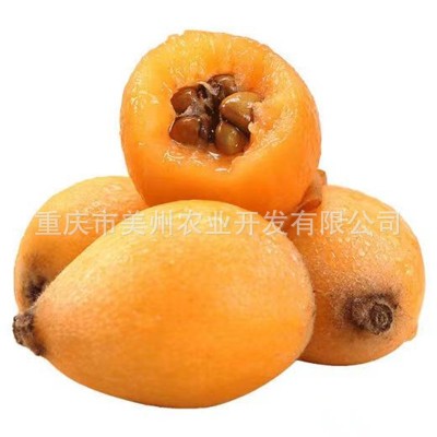 云阳枇杷水果苗重庆果苗贵州果苗四川果苗=嫁接大五星枇杷苗批发