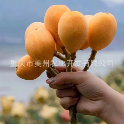 云阳枇杷水果苗重庆果苗贵州果苗四川果苗=嫁接大五星枇杷苗批发图2