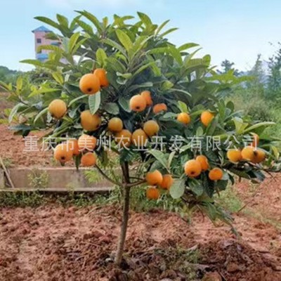云阳枇杷水果苗重庆果苗贵州果苗四川果苗=嫁接大五星枇杷苗批发图3