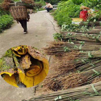 湖北黄柏树苗 批发采购价格 药材黄柏树苗 新品种 南方药材苗图3