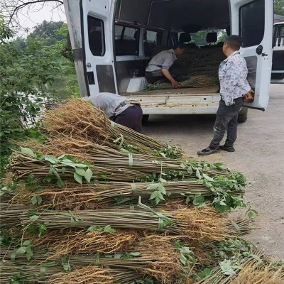 四川厚皮黄柏树苗批发 采购价格 药材黄柏树苗 新品种 南方药材