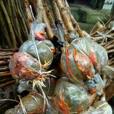 重庆玛瑙红樱桃树苗 乌克兰大樱桃 包邮嫁接苗南方种植樱桃果树苗图3