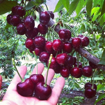 重庆玛瑙红樱桃树苗 乌克兰大樱桃 包邮嫁接苗南方种植樱桃果树苗图2